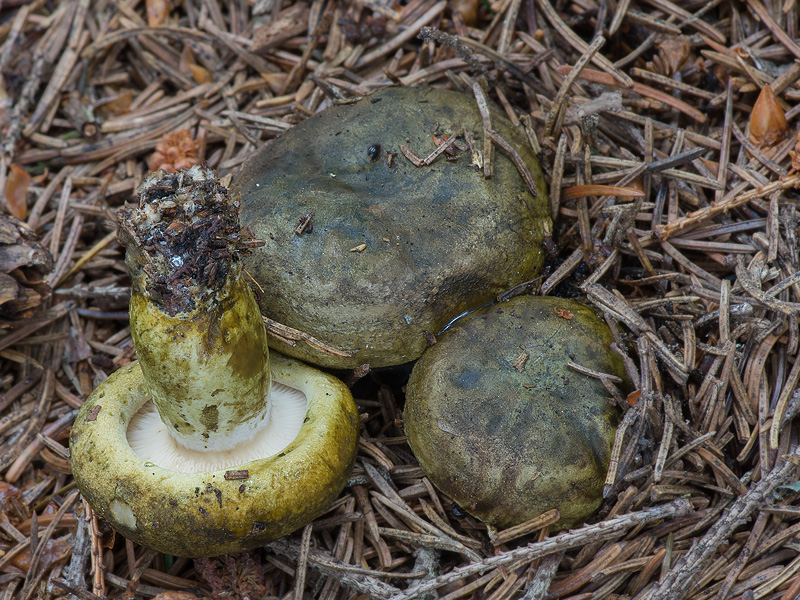 Lactarius turpis